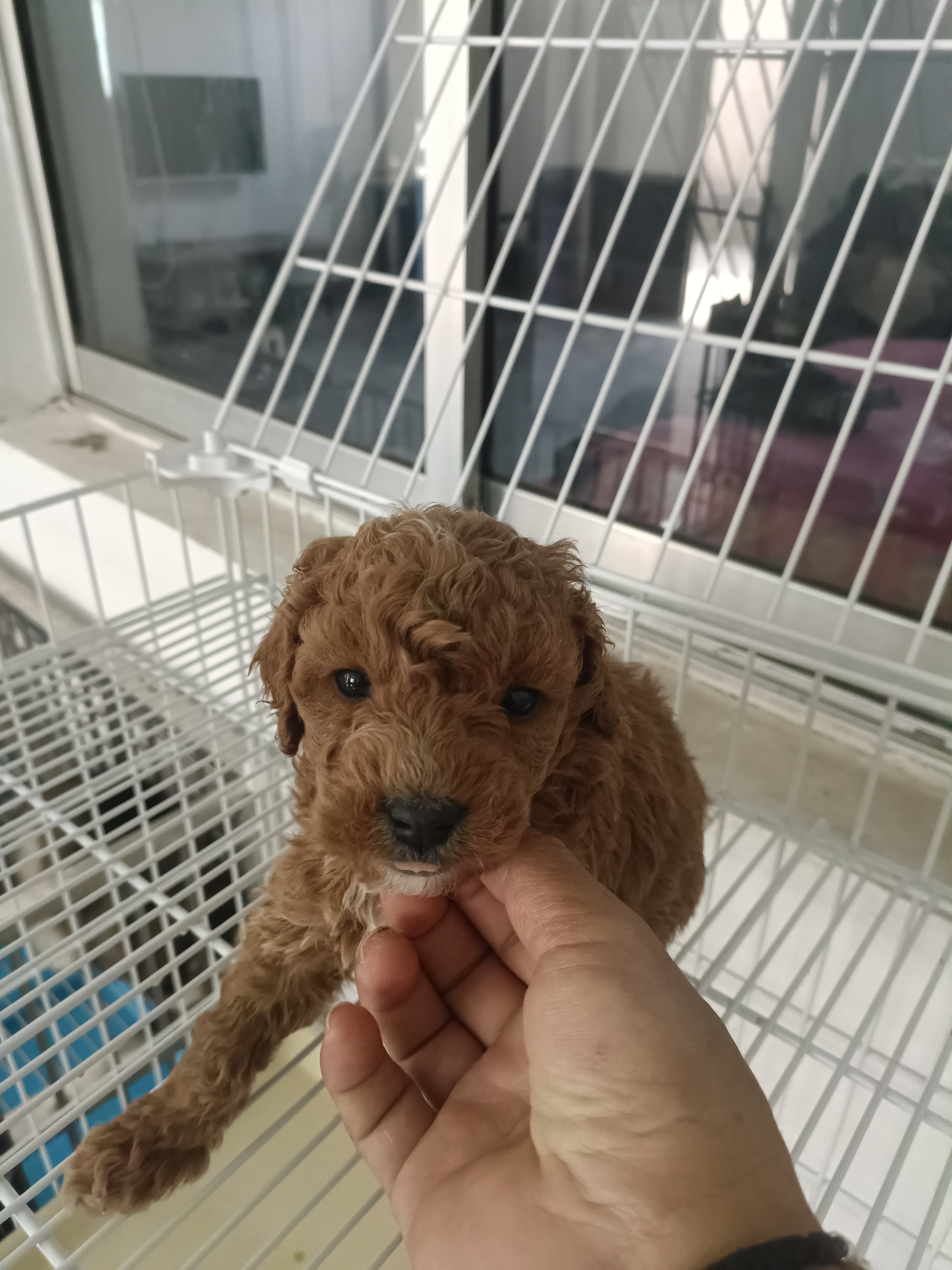 爆红泰迪